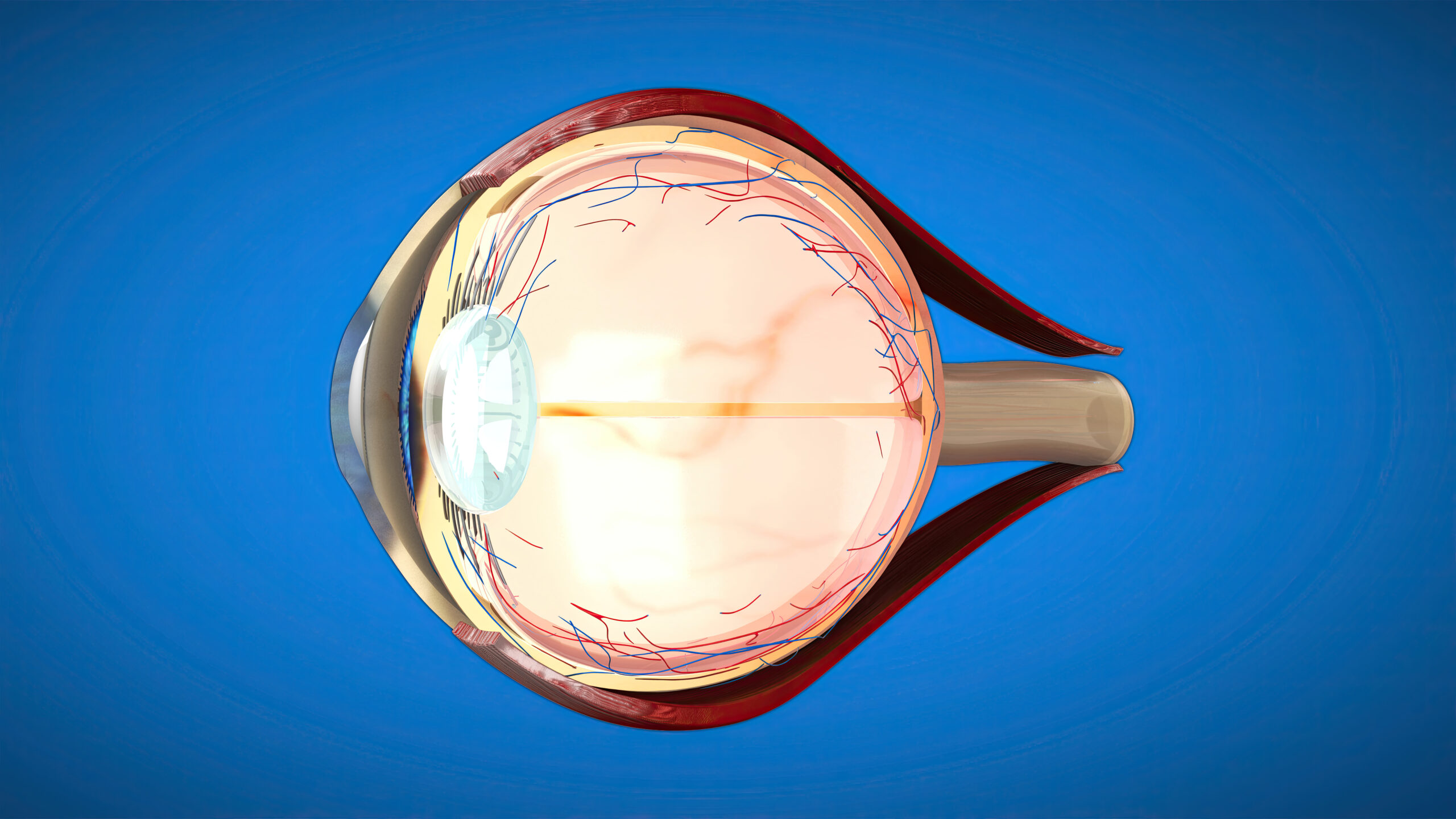 3D anatomical model of an Eye